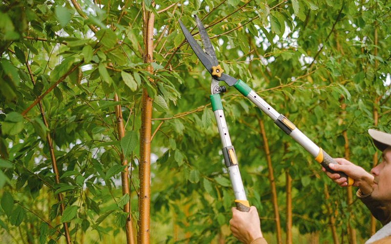 Tree trimming in Osage, WV